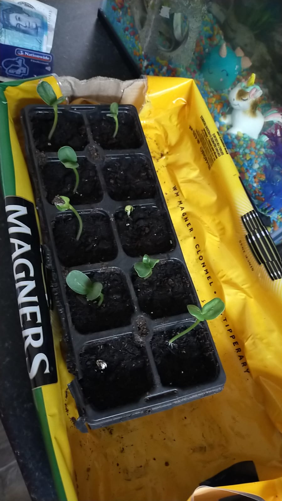 Geraint O - Sunflower selfie