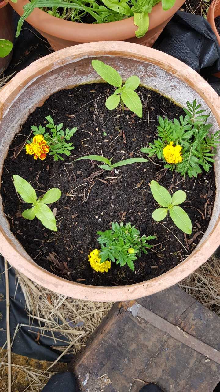 Geraint O - Sunflower selfie