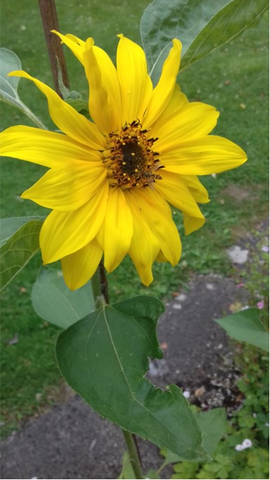 Geraint O - Sunflower selfie