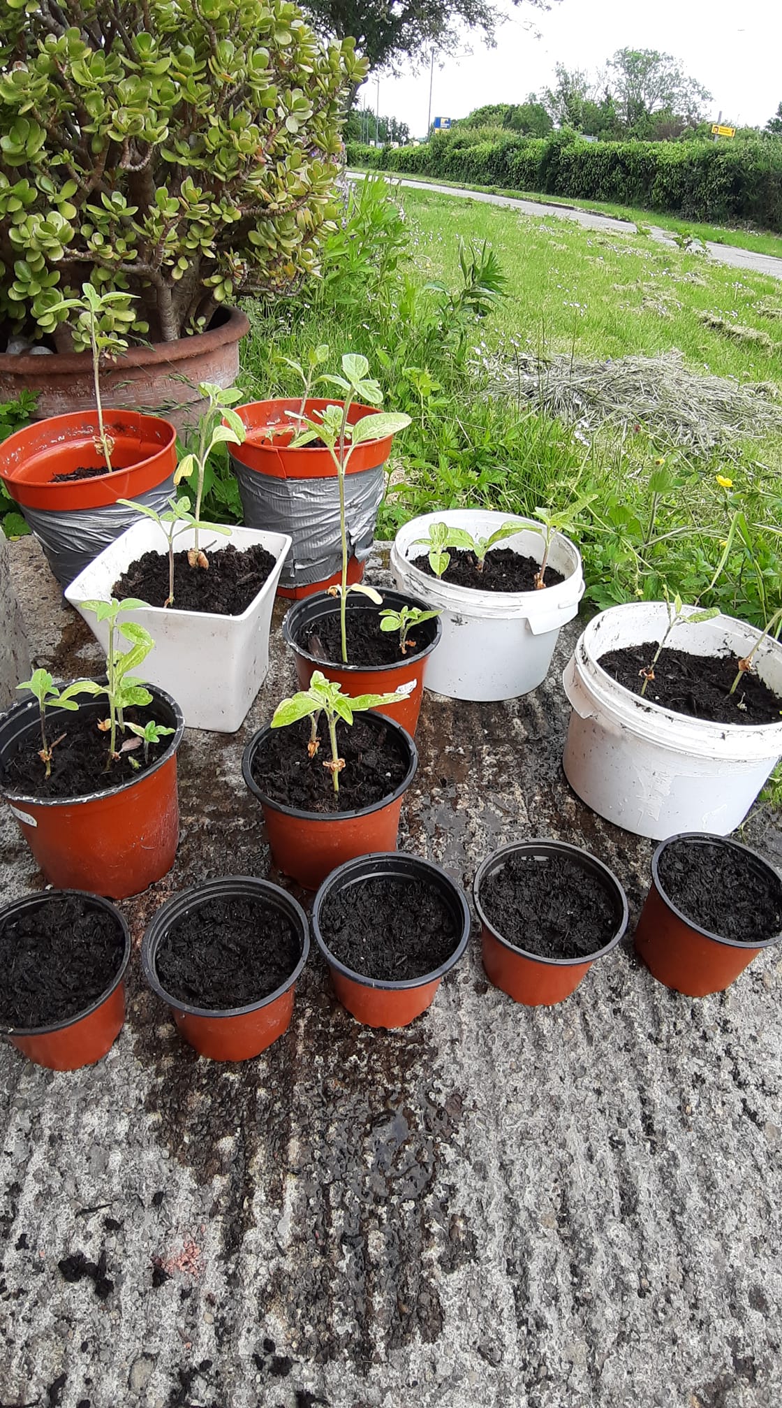 Geraint O - Sunflower selfie