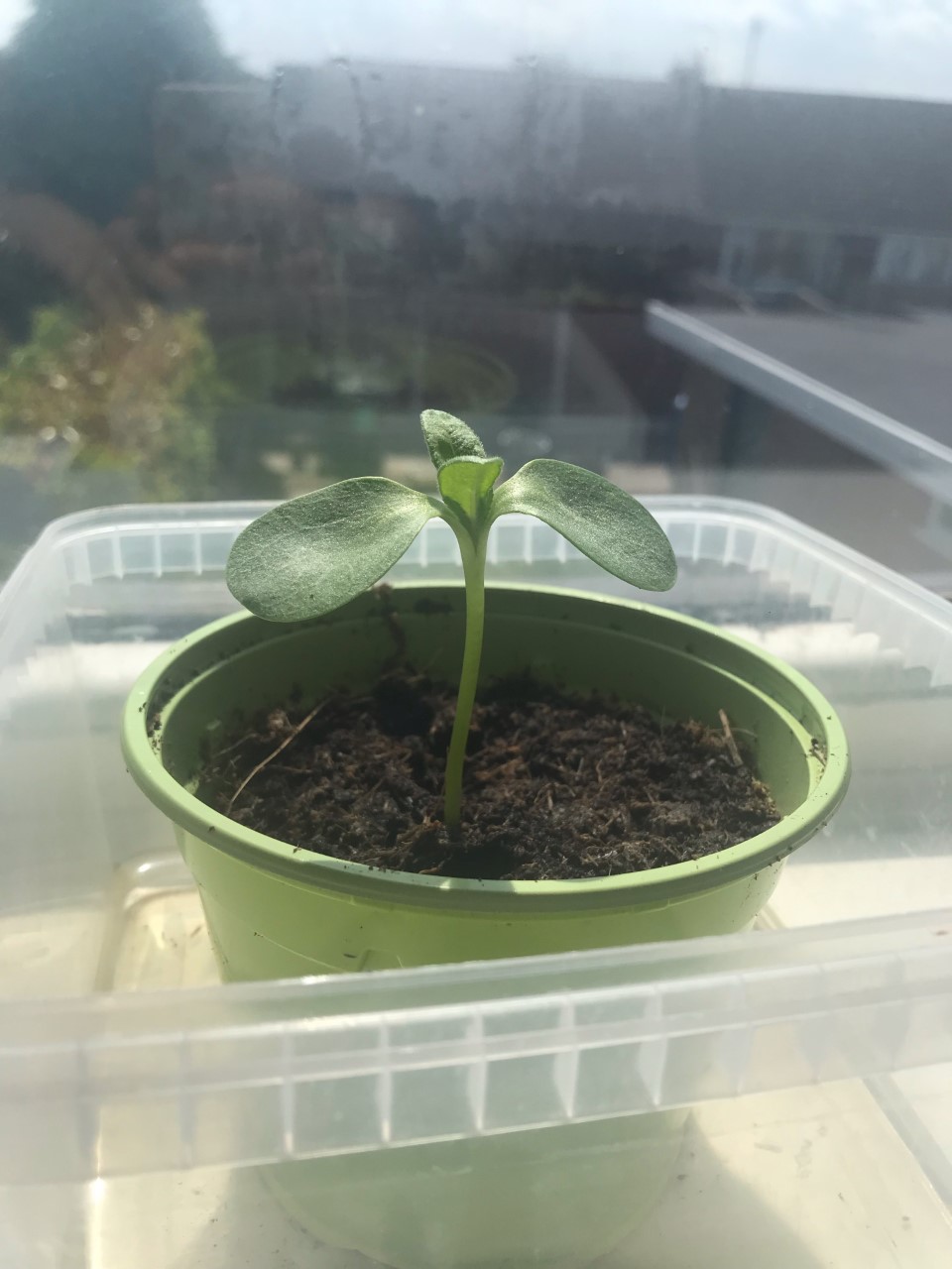 Andrea P - It’s much bigger now. Ready to be transplanted.