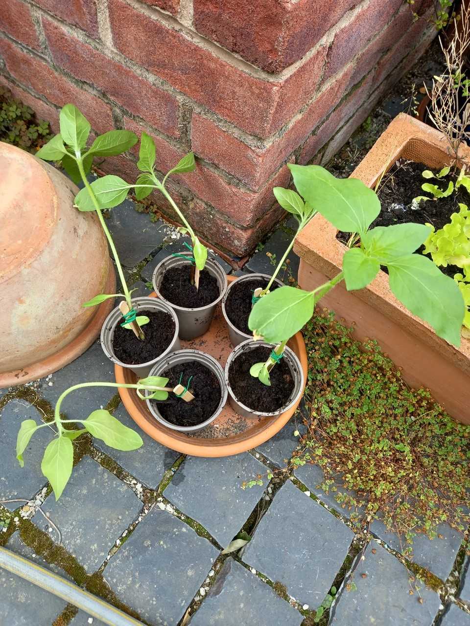 Geraint O - Sunflower selfie