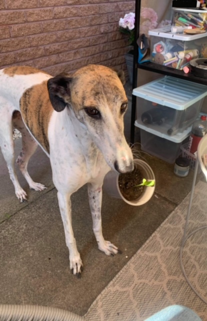 Geraint O - Sunflower selfie
