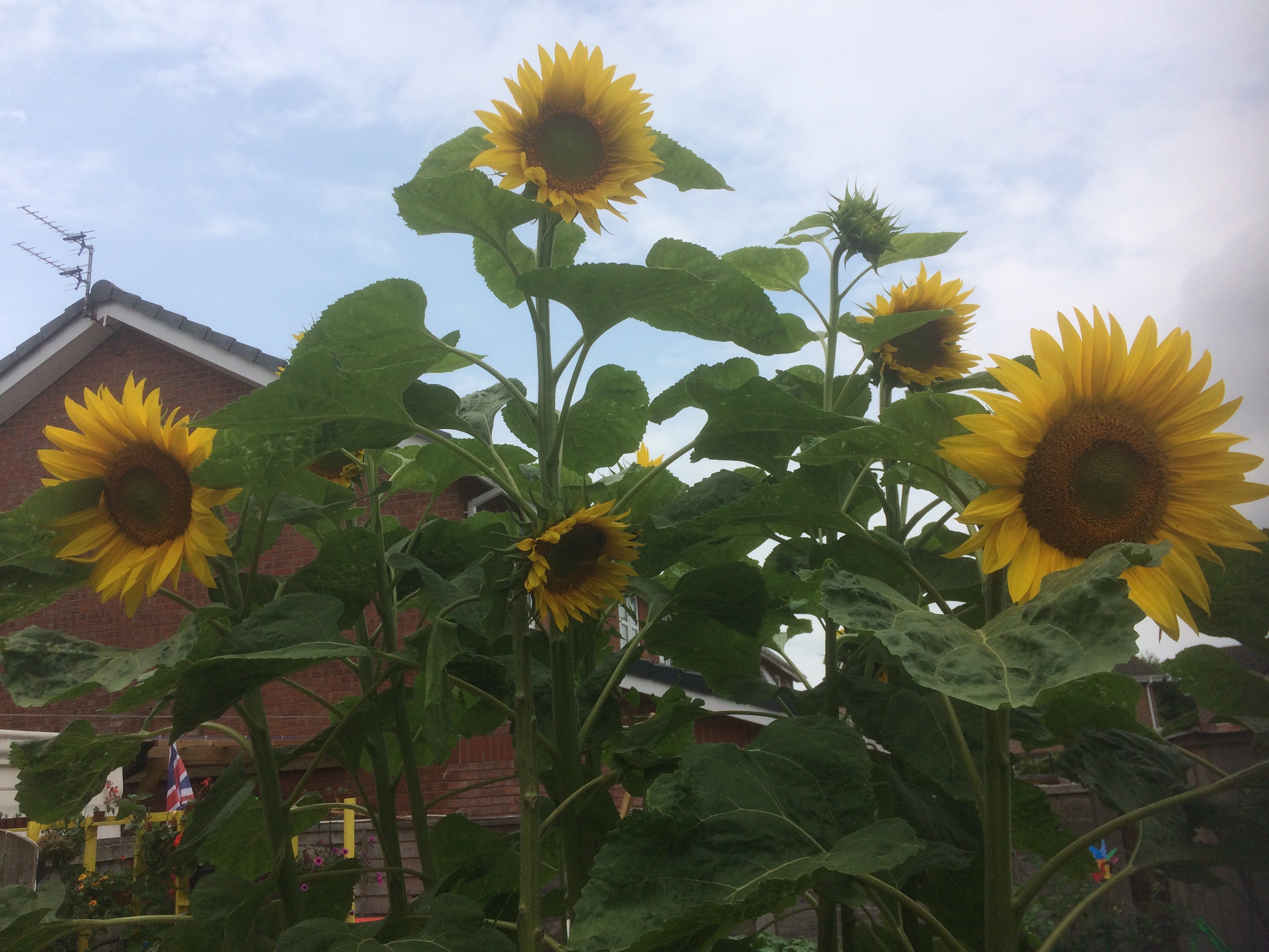 Geraint O - Sunflower selfie