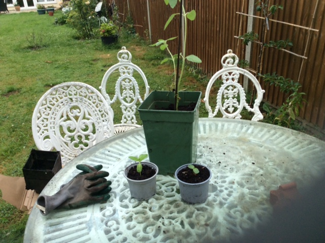 Geraint O - Sunflower selfie