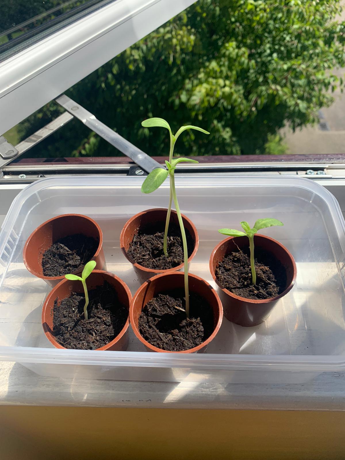 Geraint O - Sunflower selfie