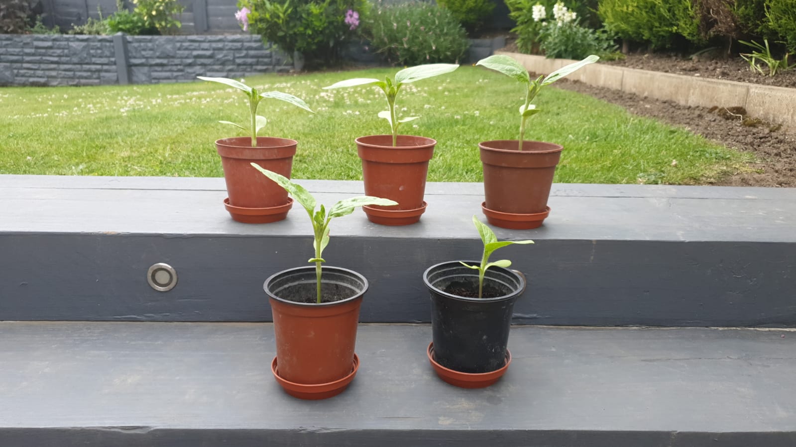 Geraint O - Sunflower selfie