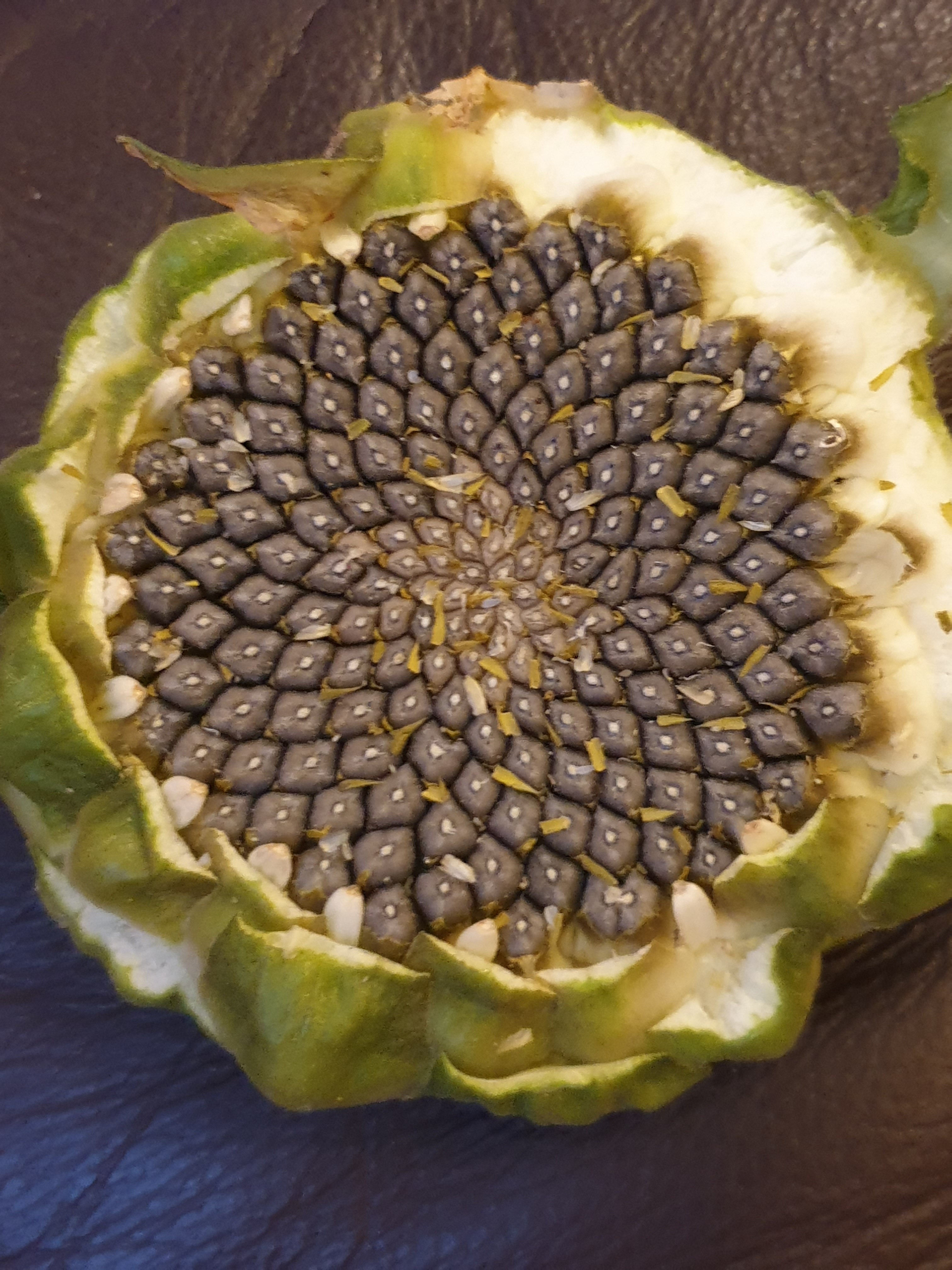 Becca and Alanna - it'll be good next year to plant the seeds we've harvested