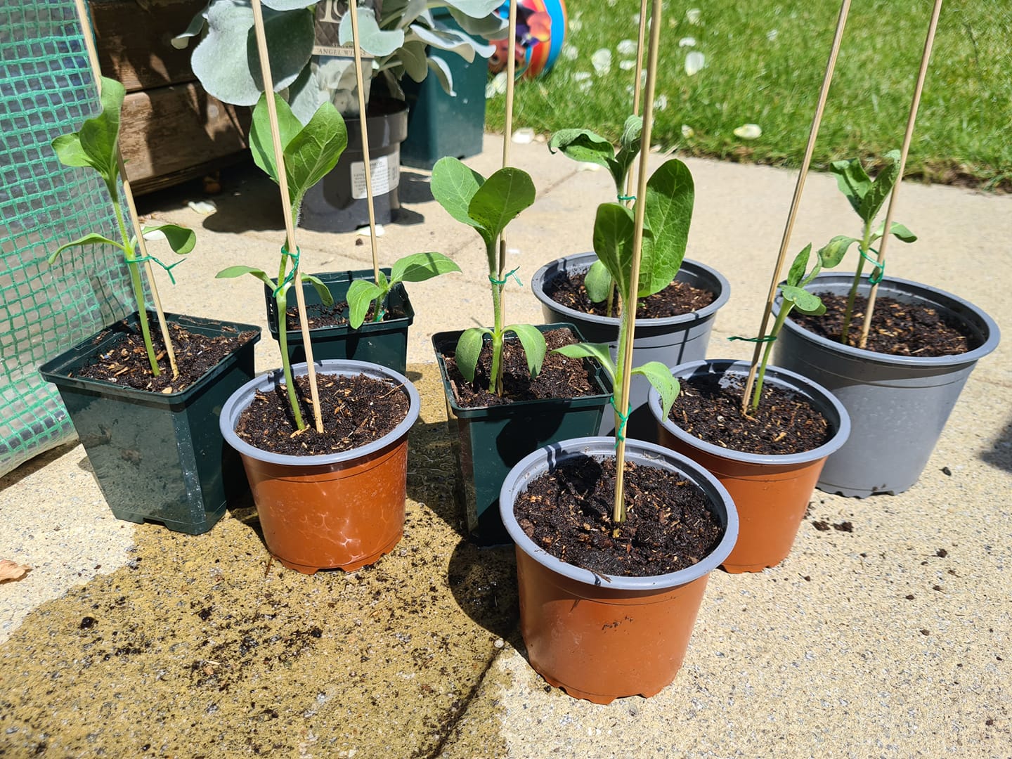 Geraint O - Sunflower selfie