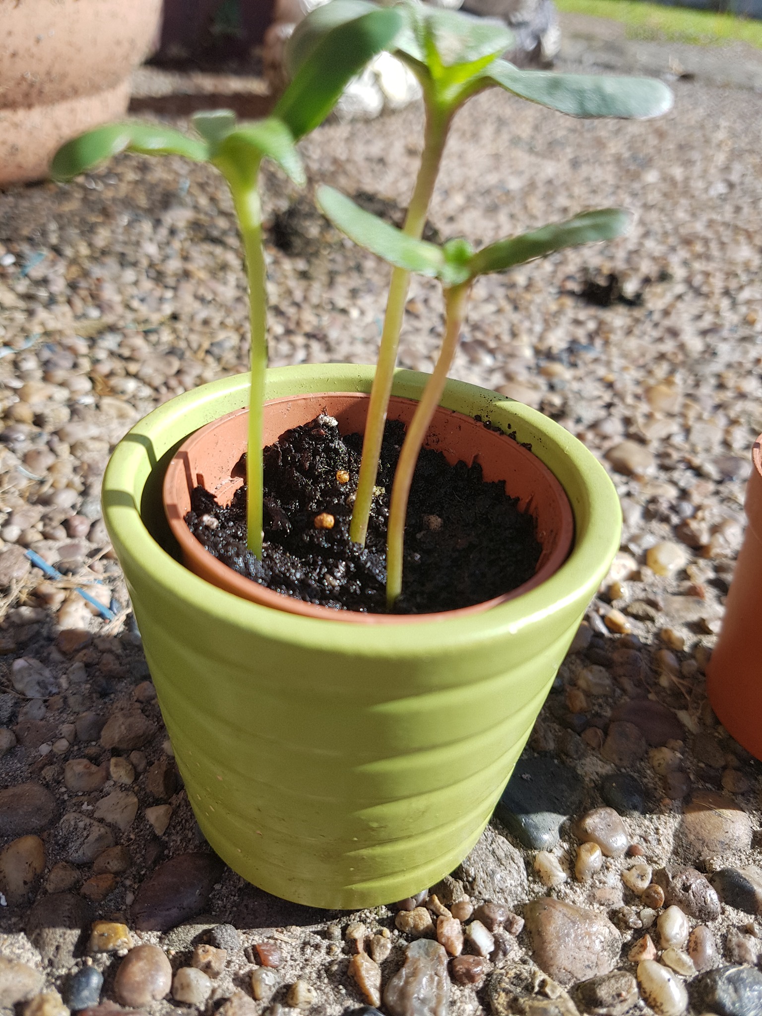 Becky T - Coming on now!!