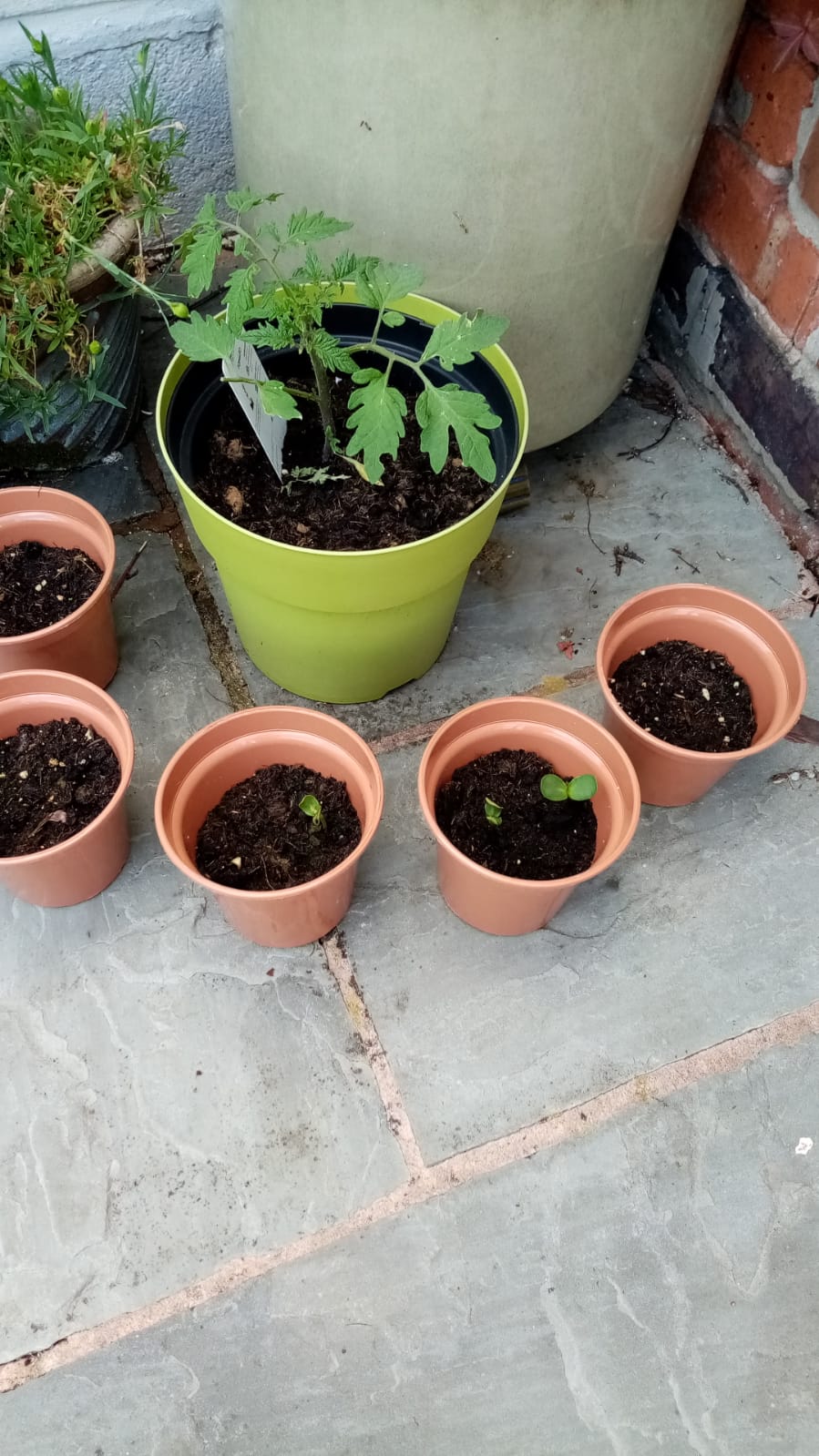 Beryl B -  My seedligns are growing after 5 days. I shower them tea time every day