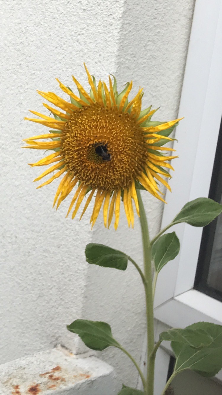Bev and Jaxon's sunflowers 