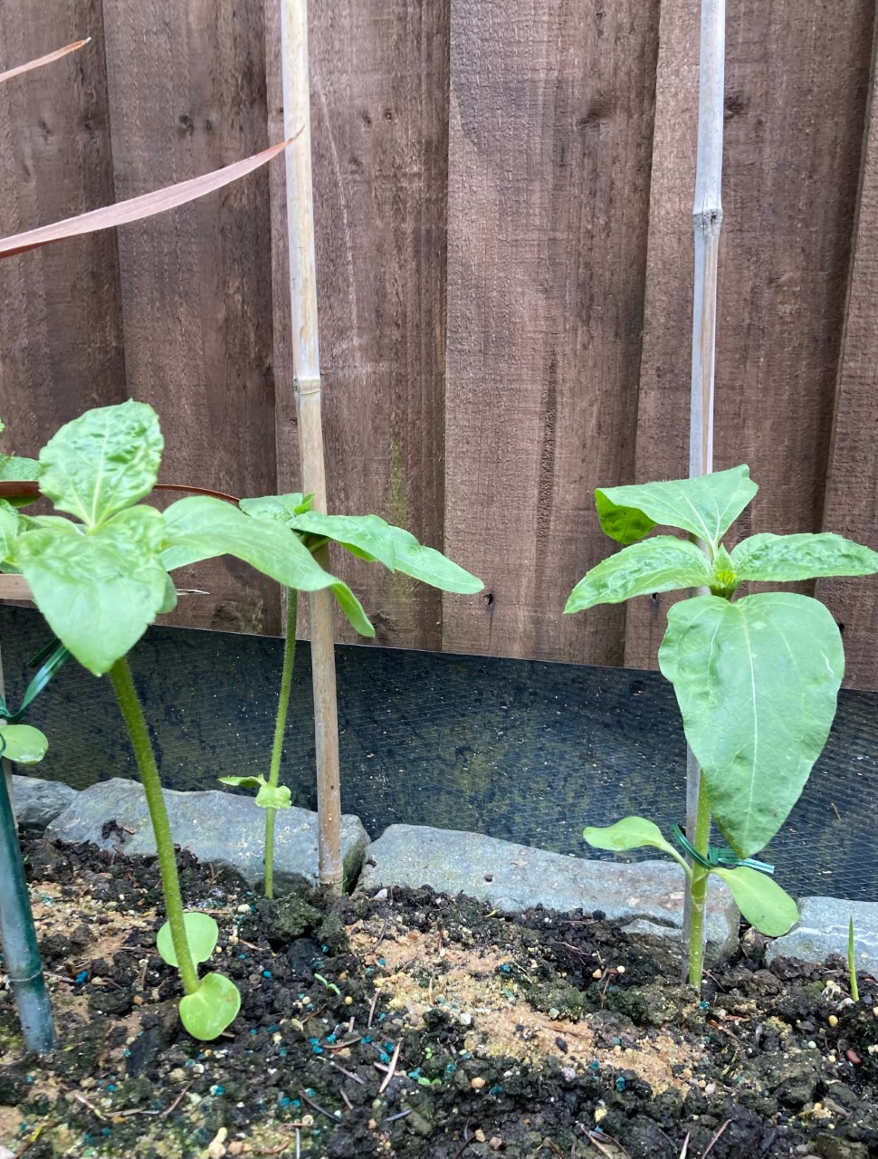 Brian W - Transplanted in ground 18th May