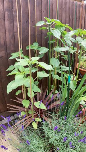 Brin W Latest measure: 55” (140cm)