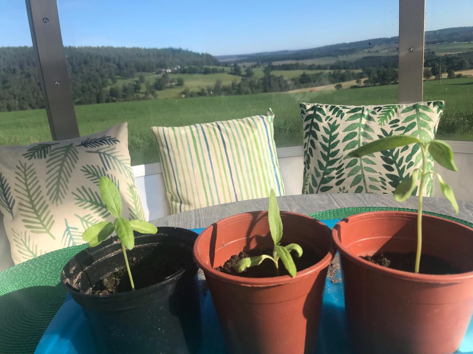 Geraint O - Sunflower selfie