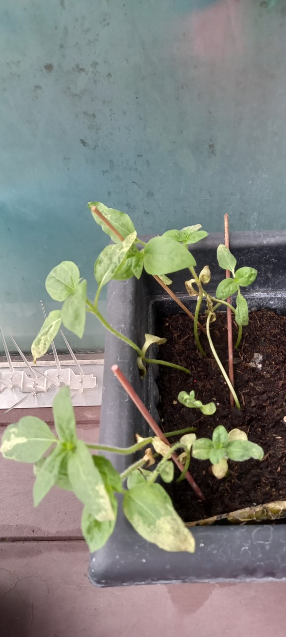 Catherine H - Here are mine. Transplanted outdoors as soon as they sprouted.