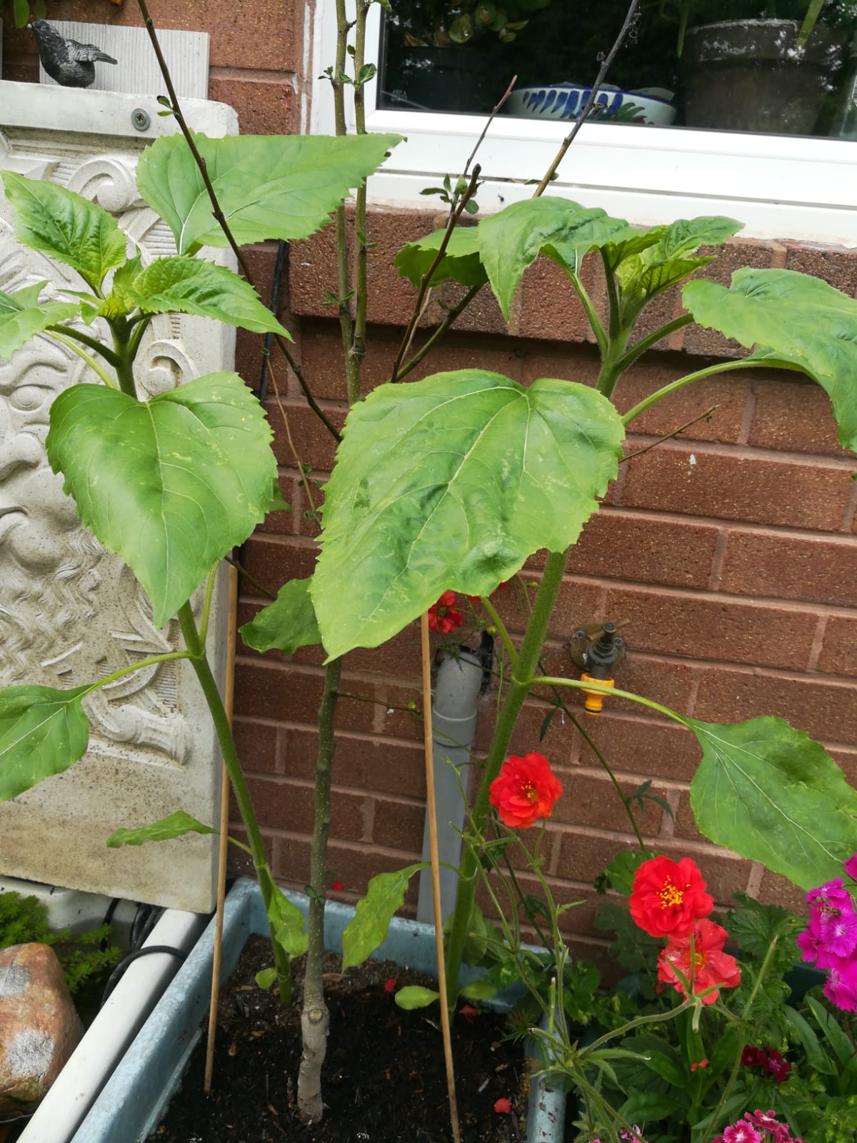 Geraint O - Sunflower selfie