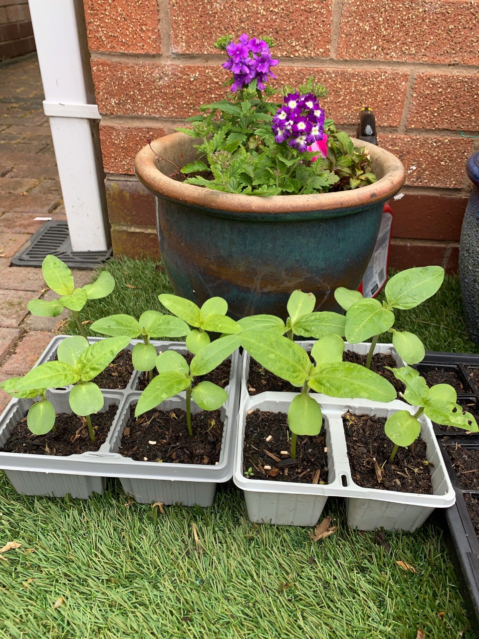 Christine H - My sunflowers planted 1052022 and kept outside from day 1