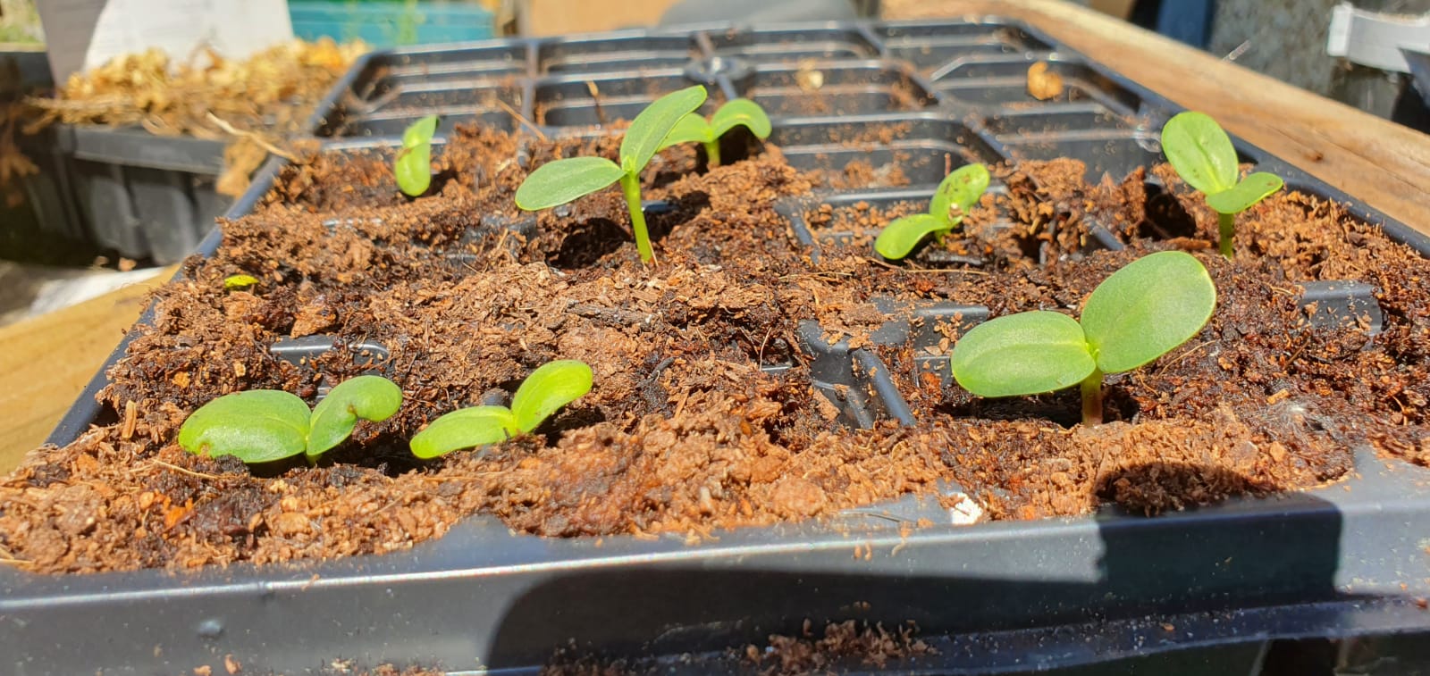 Clair M - Look at these!! The sunflowers are shooting up!