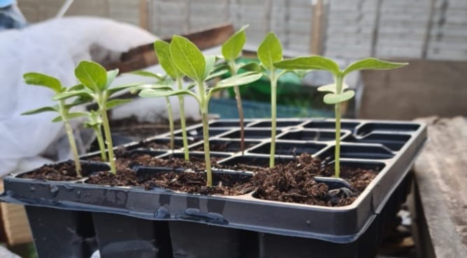 Geraint O - Sunflower selfie