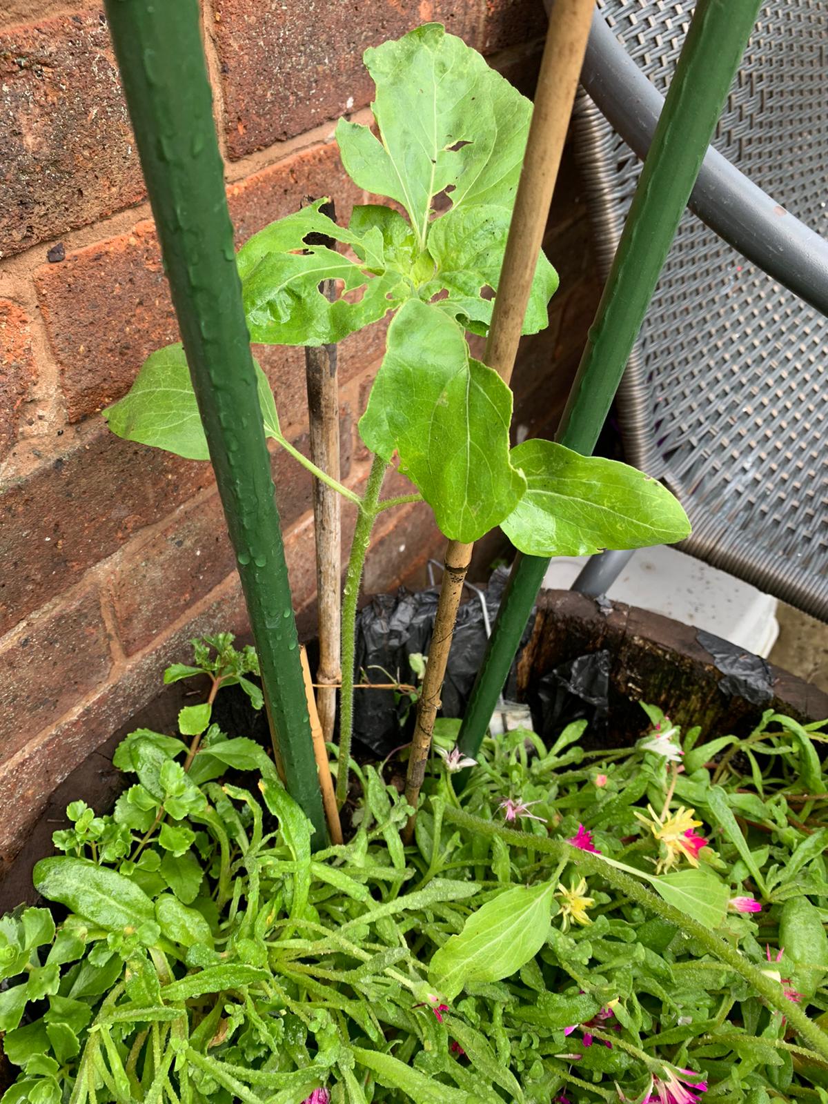 Geraint O - Sunflower selfie