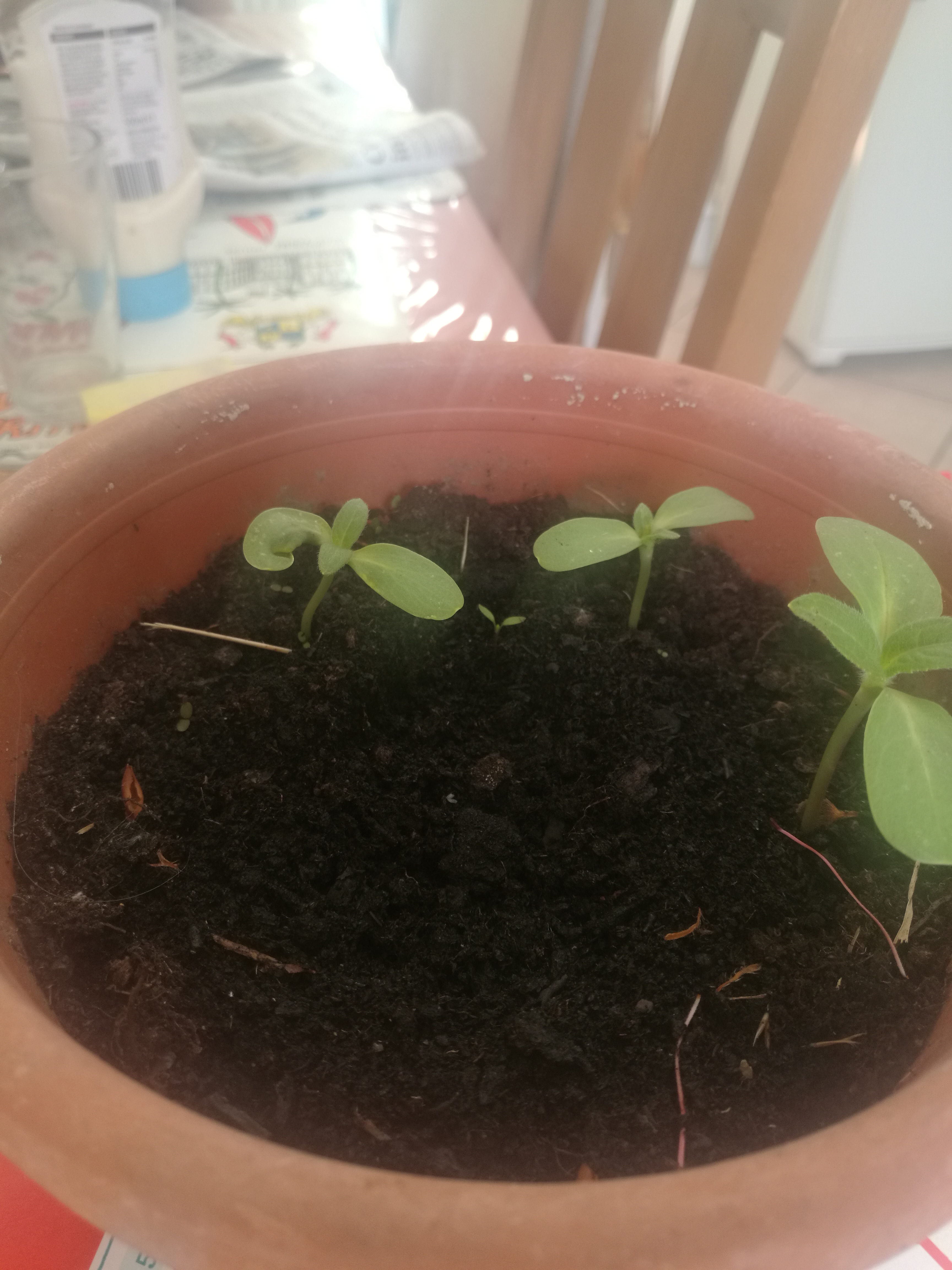 David L - Here is a selfie of the sunflower seeds