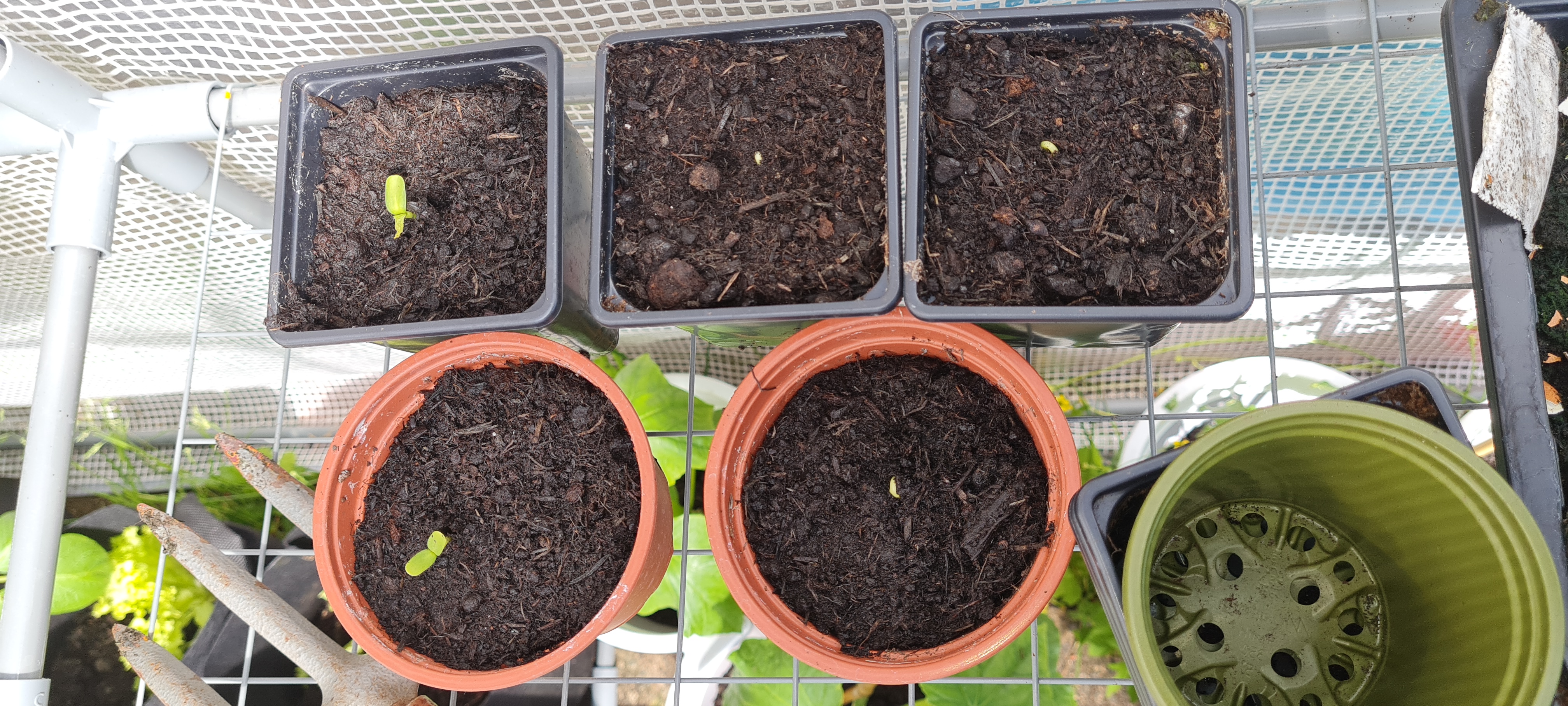 Ugur C - My sunflower selfies