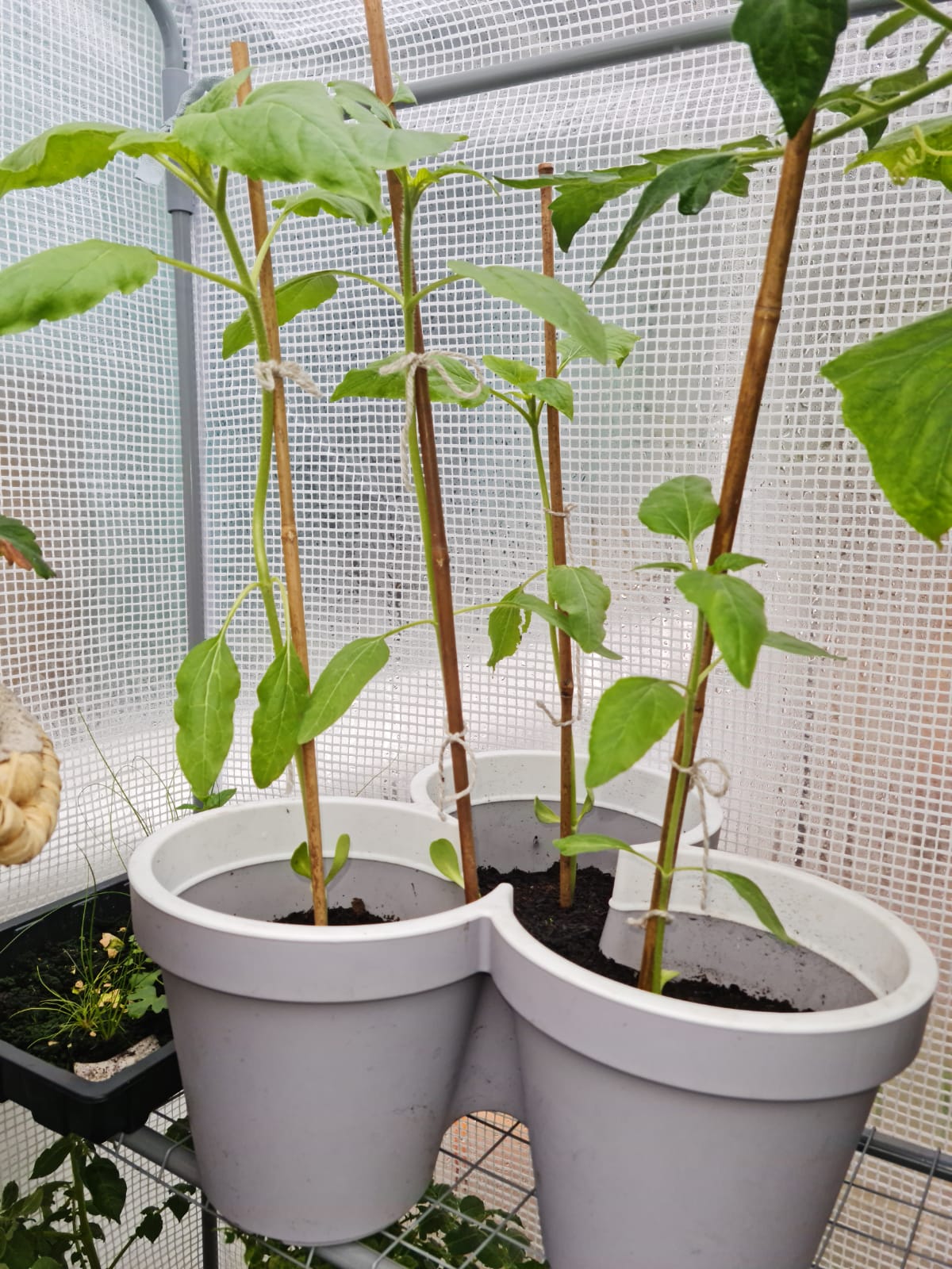 Geraint O - Sunflower selfie
