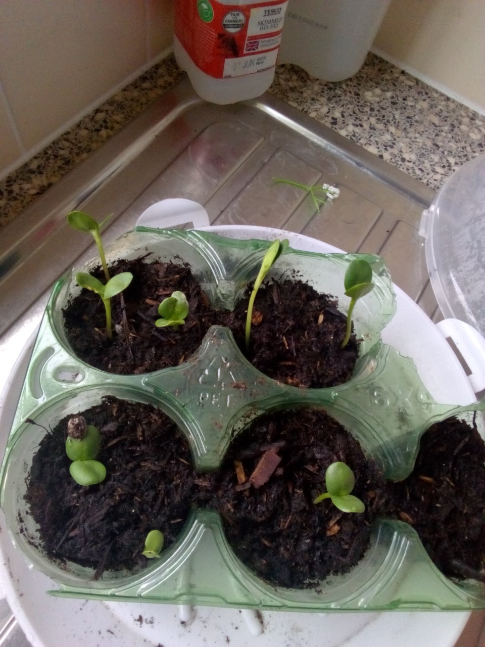 Denise N - Hi was late planting seeds now growing well