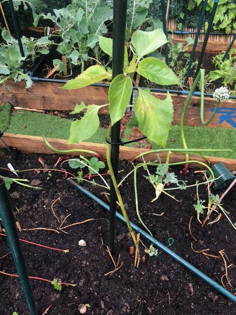 Geraint O - Sunflower selfie