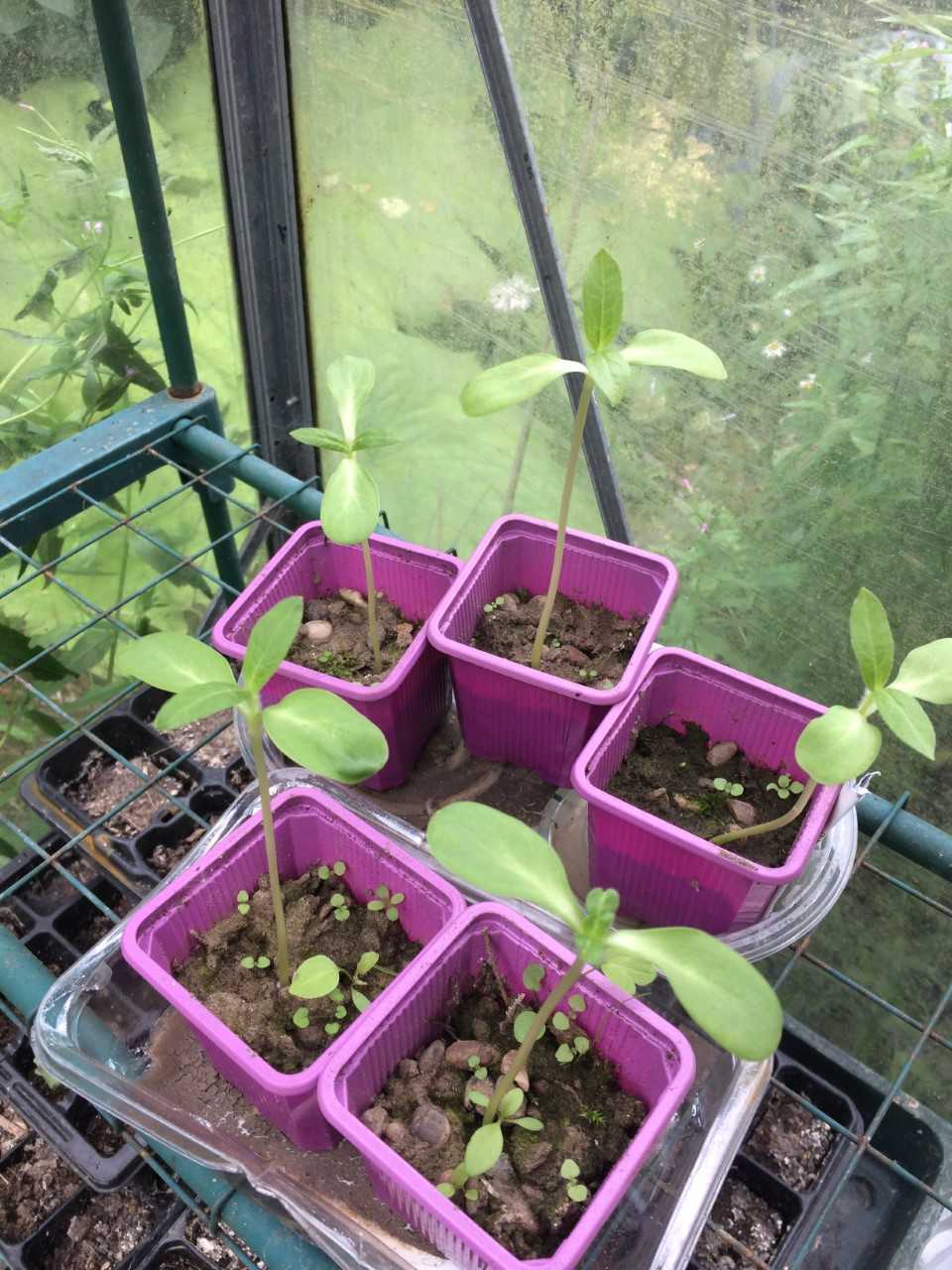 Geraint O - Sunflower selfie