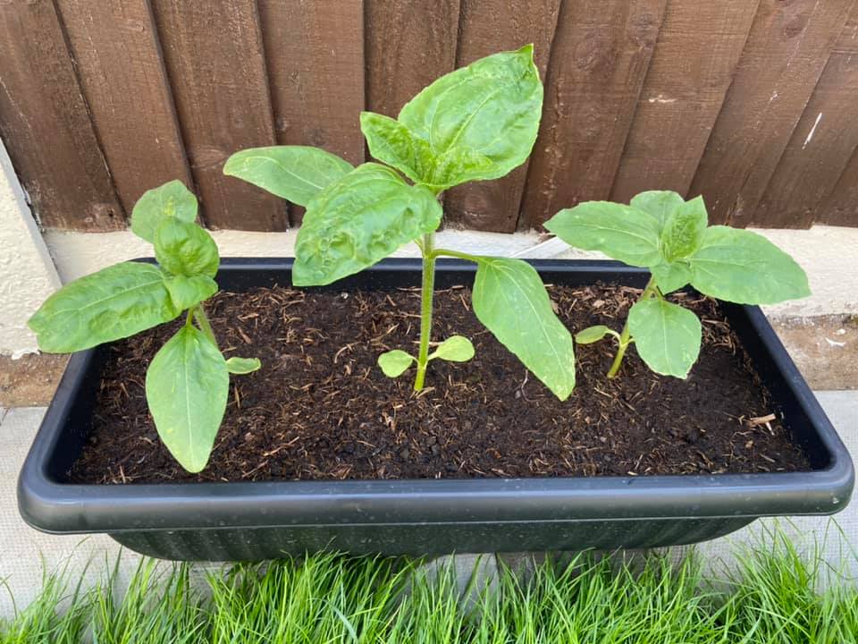 Geraint O - Sunflower selfie