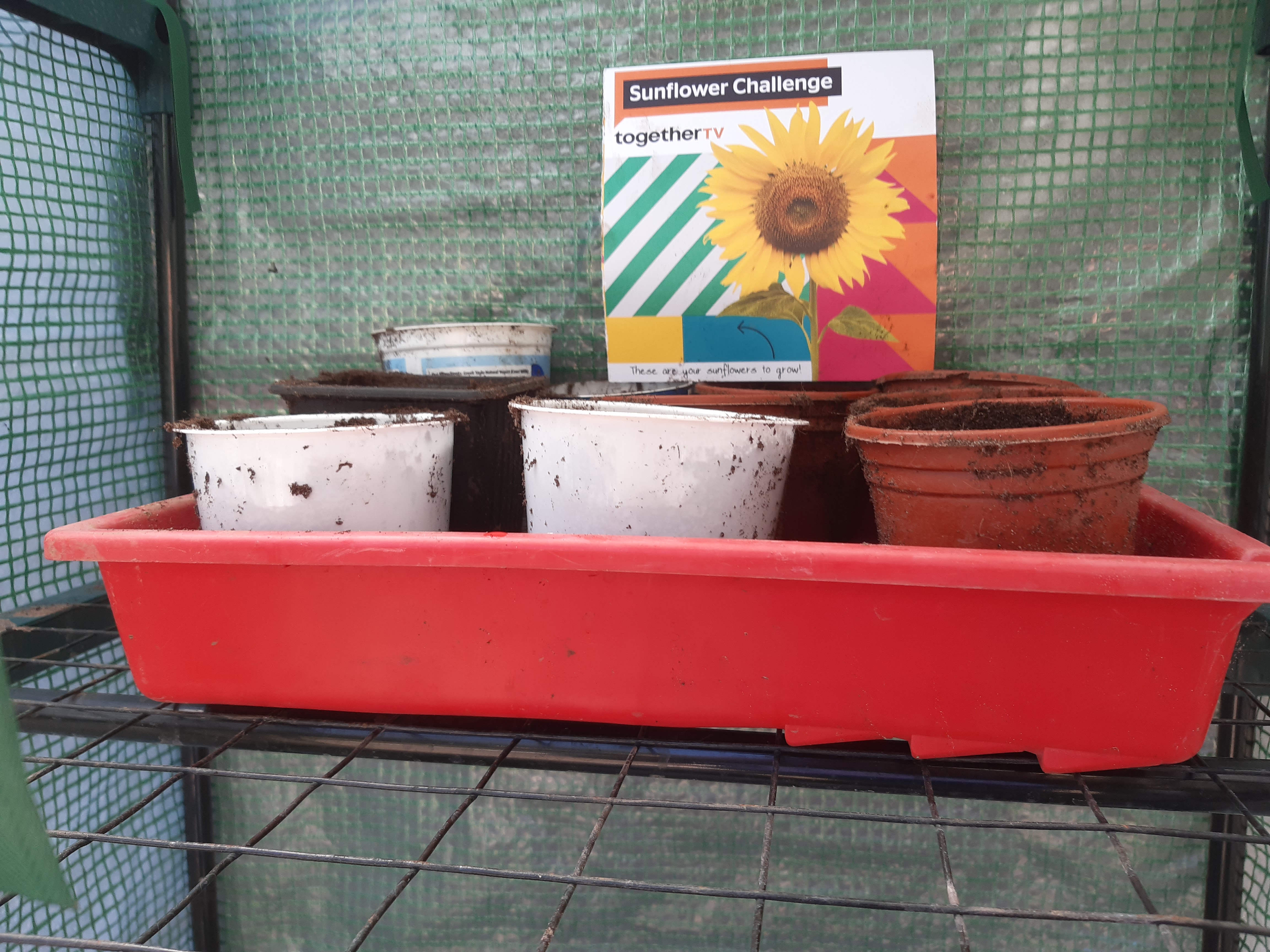 Elwyn E - Day one 5 June, in the pots.