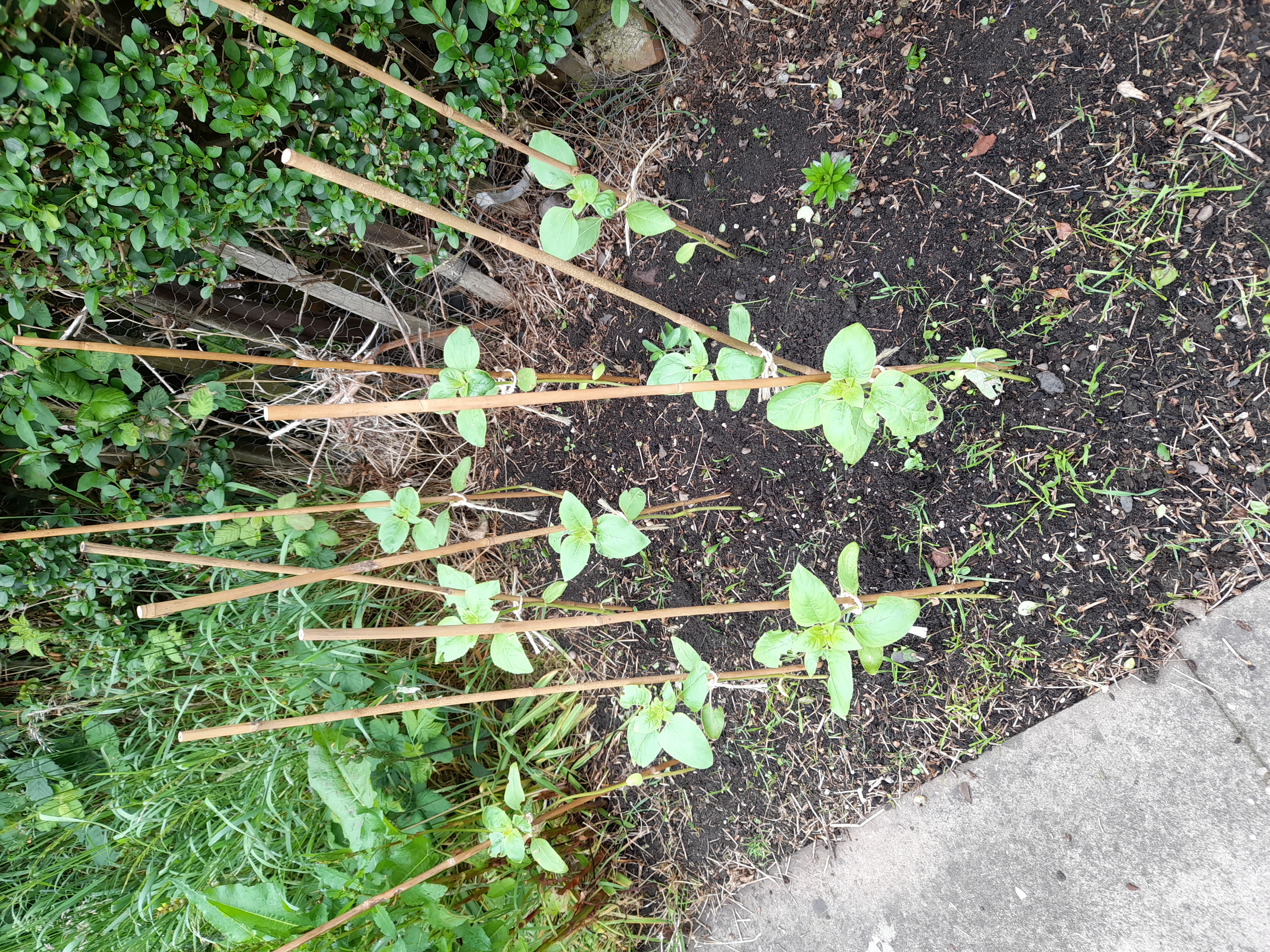 Emma B - They're out in the wilderness on their own. Well they have a lily next door for company