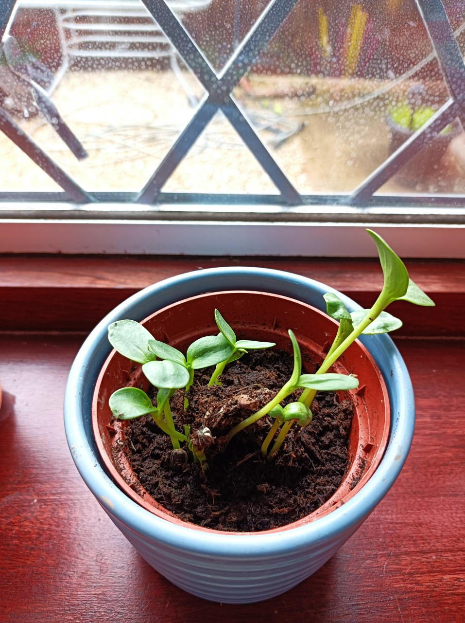 Emma S - Here's a picture of how my sunflowers are getting on. The tallest is measuring 9cm! 2