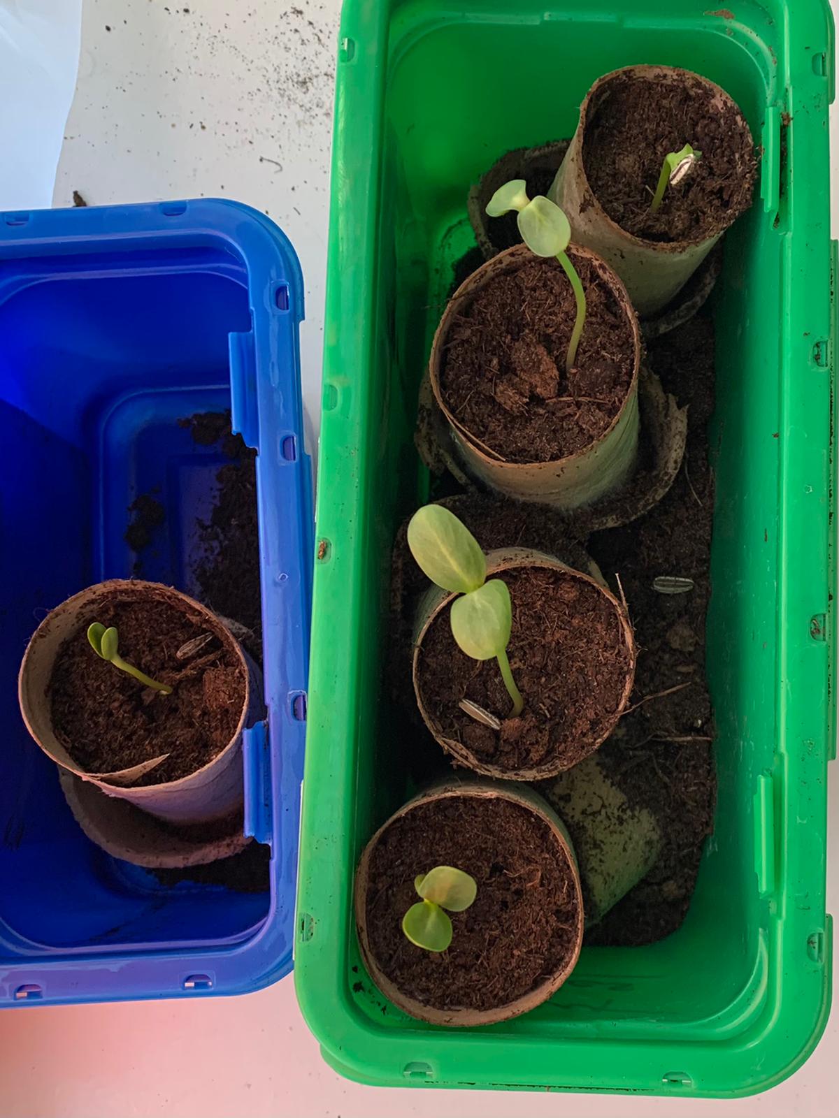 Esther H - The sunflowers are growing