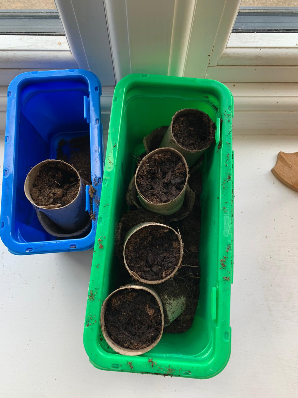 Esther H Sow the sunflowers seeds.