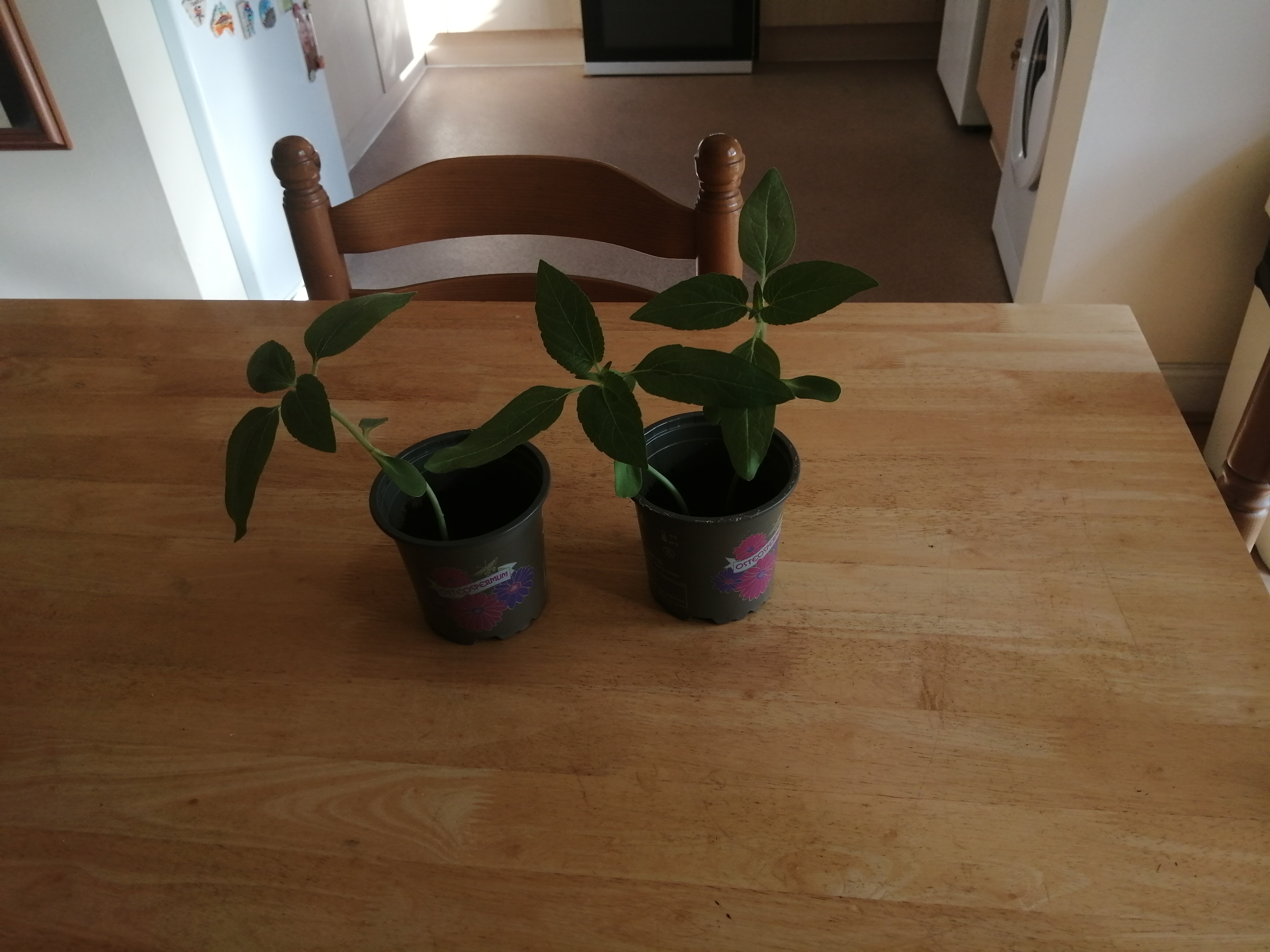 GIllian R 2nd update