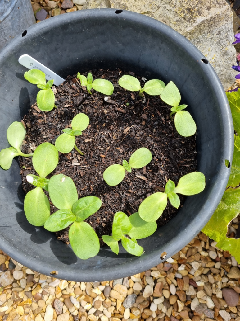 Gary J - We were a little late planting our seeds due to illness but they are coming along nicely.