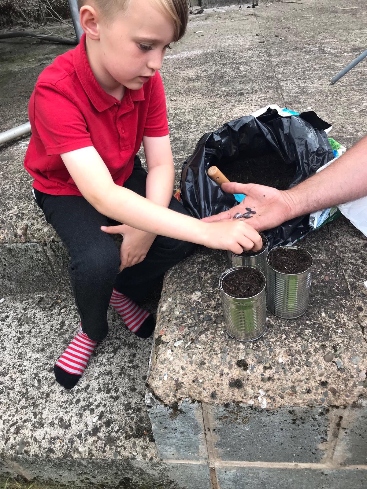 Geraint O- Sunflower challenge