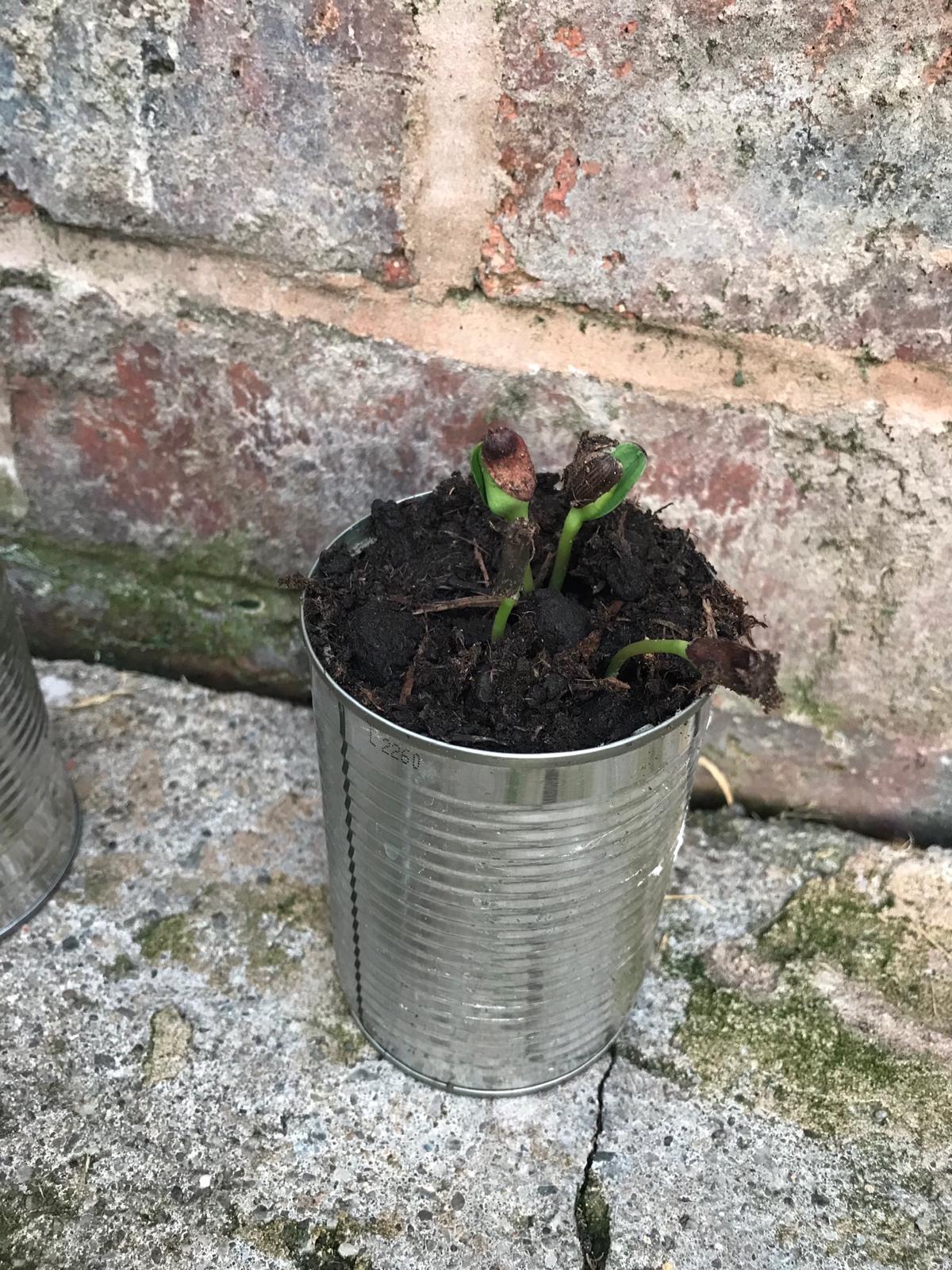 Mally G - My seedlings