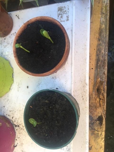 Geraldine B X2 weeks ready to prick out