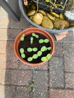 Geraint O - Sunflower selfie