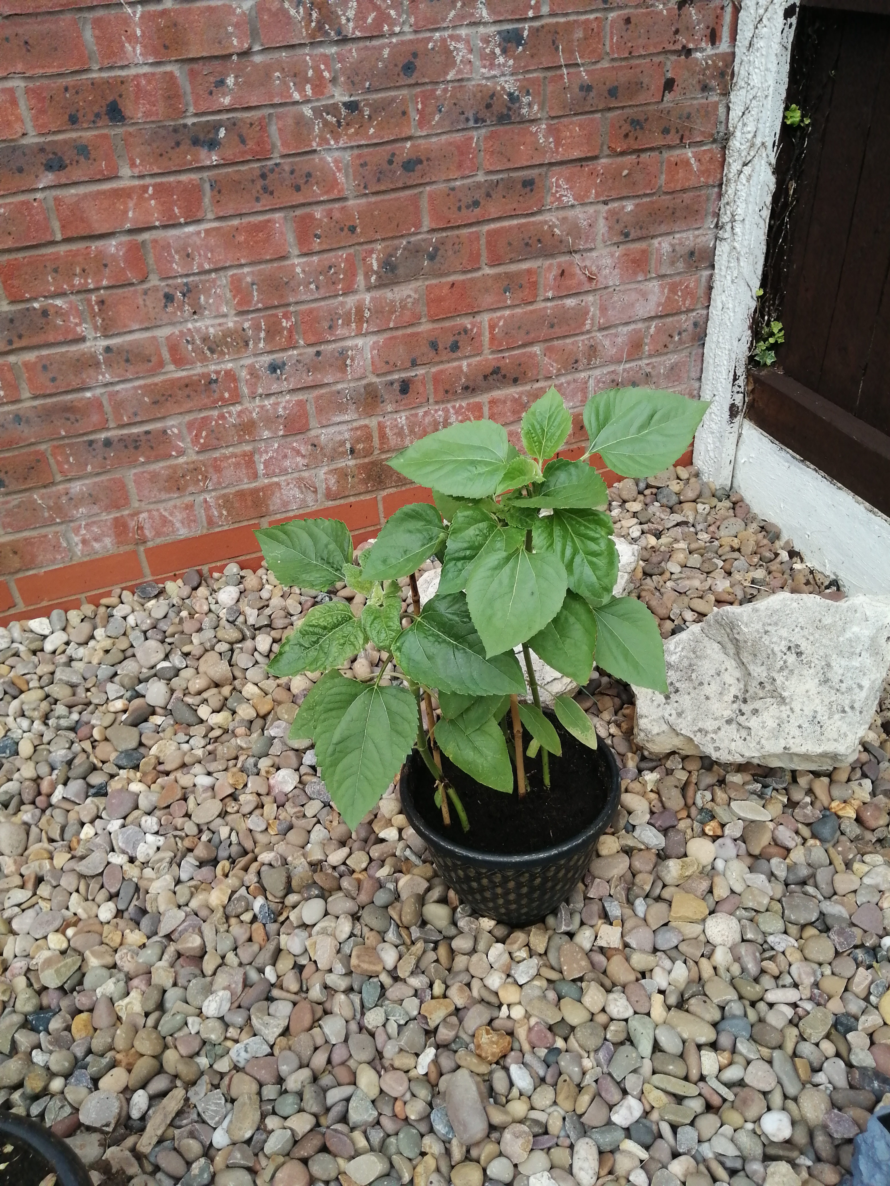 Geraint O - Sunflower selfie