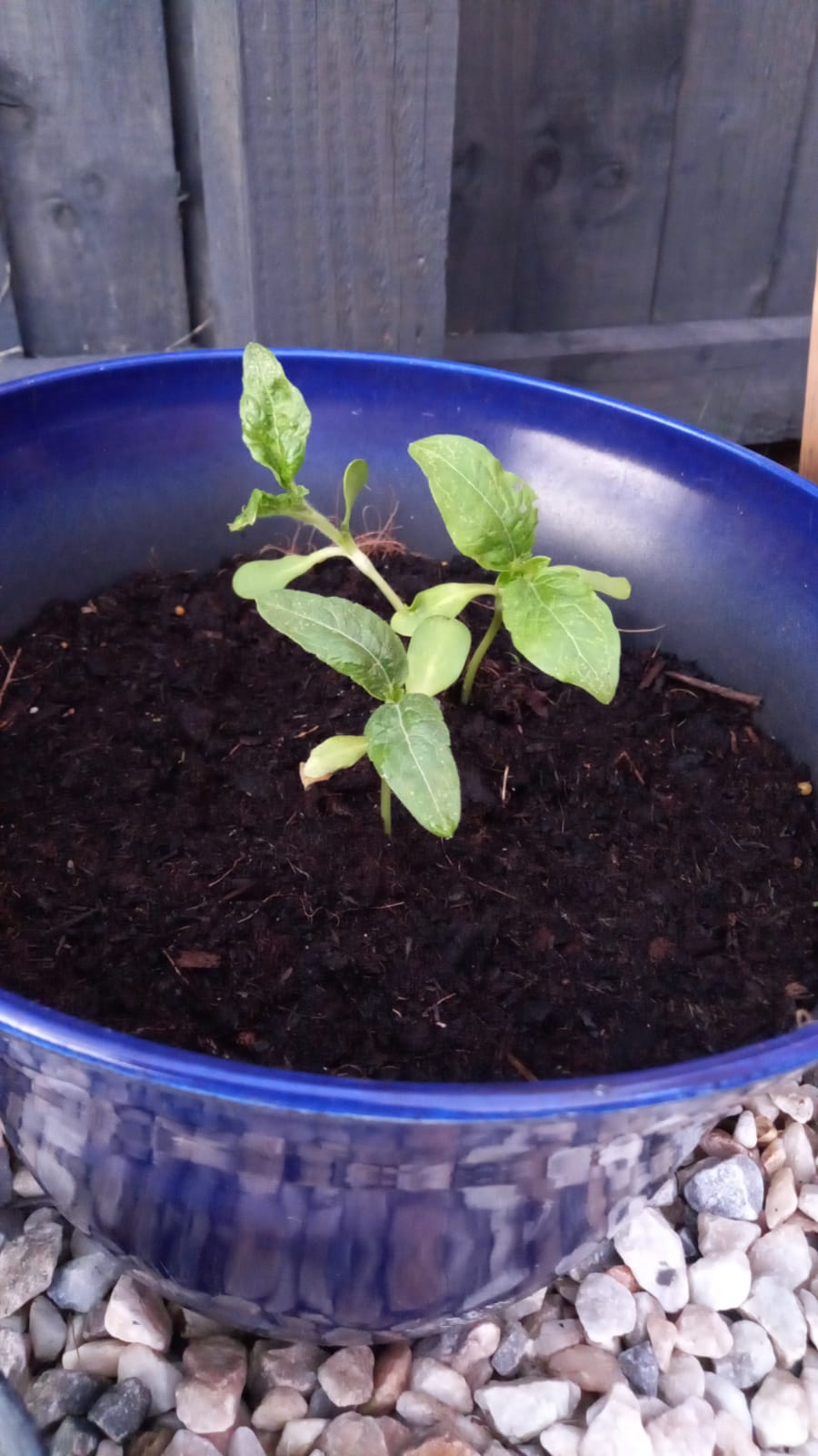 Geraint O - Sunflower selfie