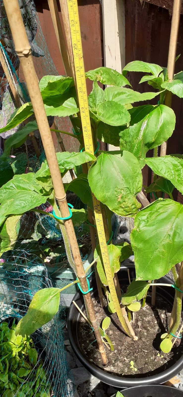 Gladys J - 80 cm 32 inches Hey Together TV, my sunflower is this tall!!