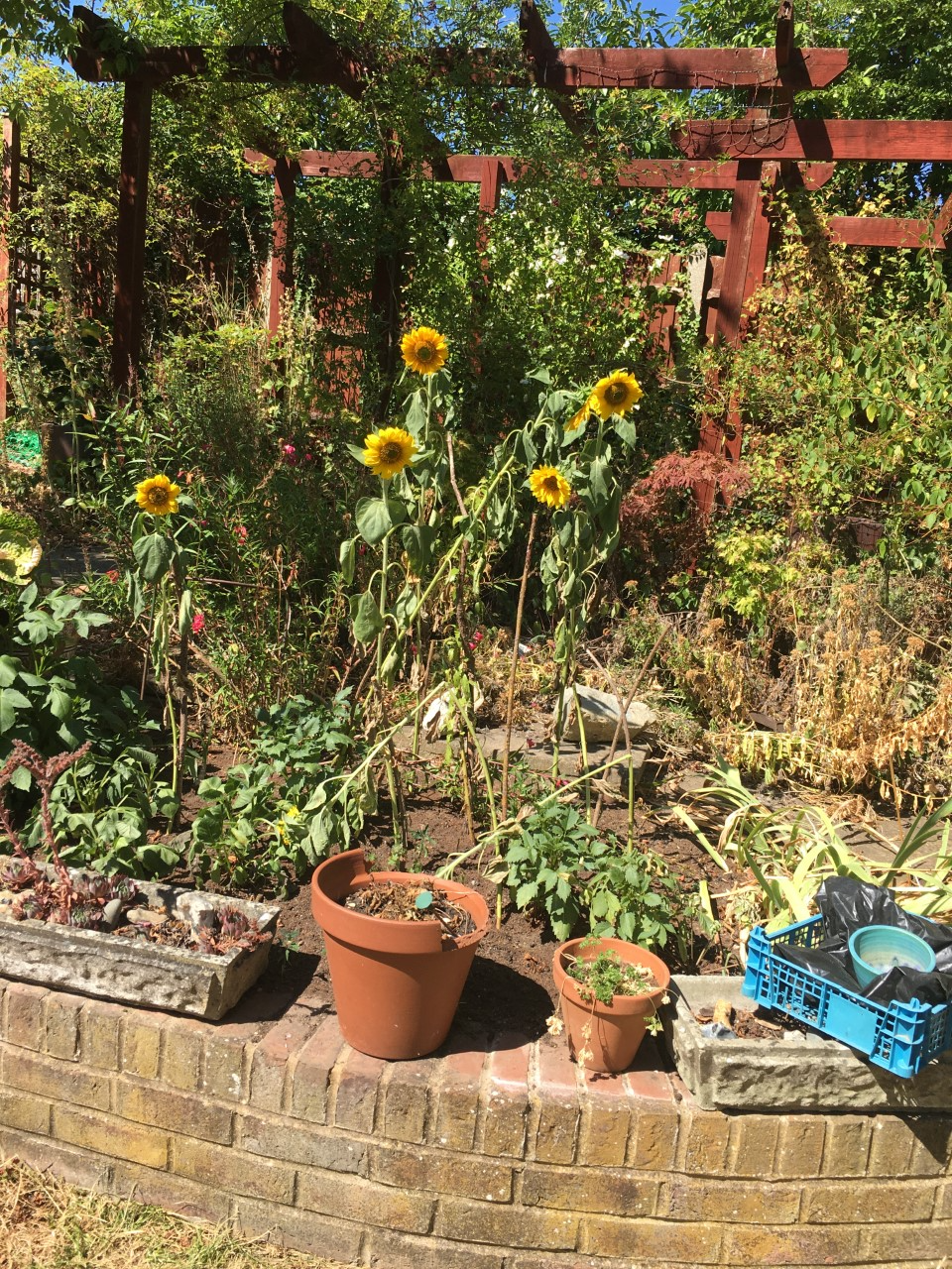 Gwen P - Here is the successful result from the sunflower seeds which you sent me this year