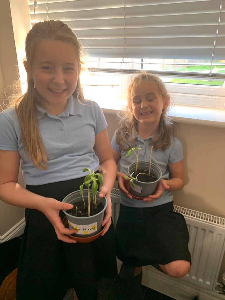 Geraint O - Sunflower selfie