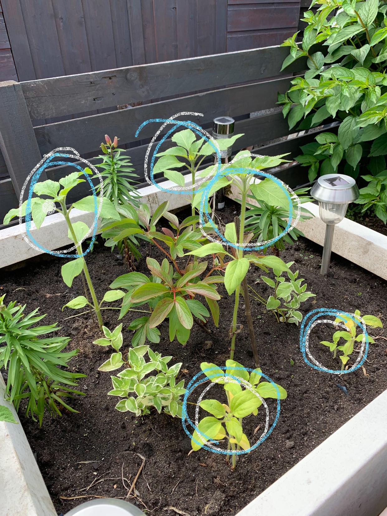 Geraint O - Sunflower selfie