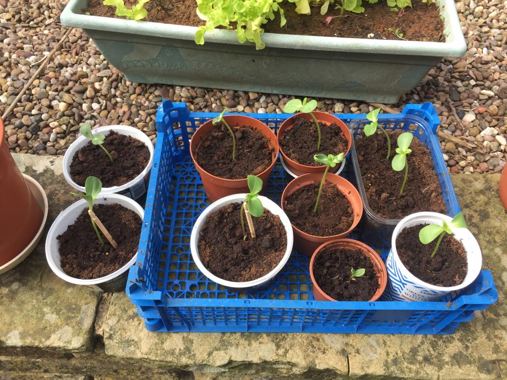 Geraint O - Sunflower selfie